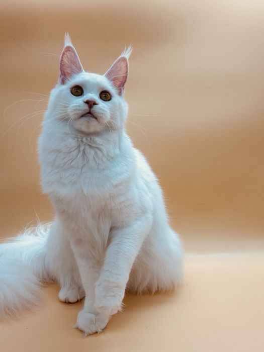 Мейн кун девочка с документами