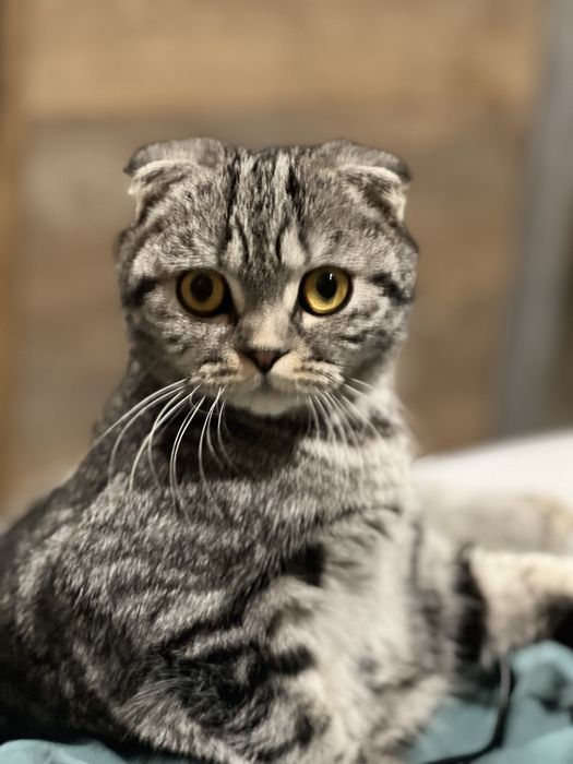 Шотландские вислоухие котята