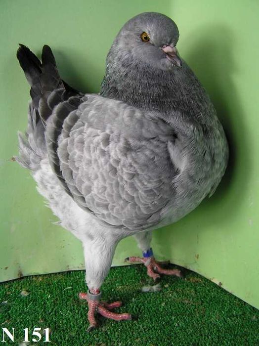 King, Kingi, Gołębie samica