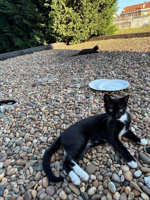 Gatinhos bebés para adoção responsável