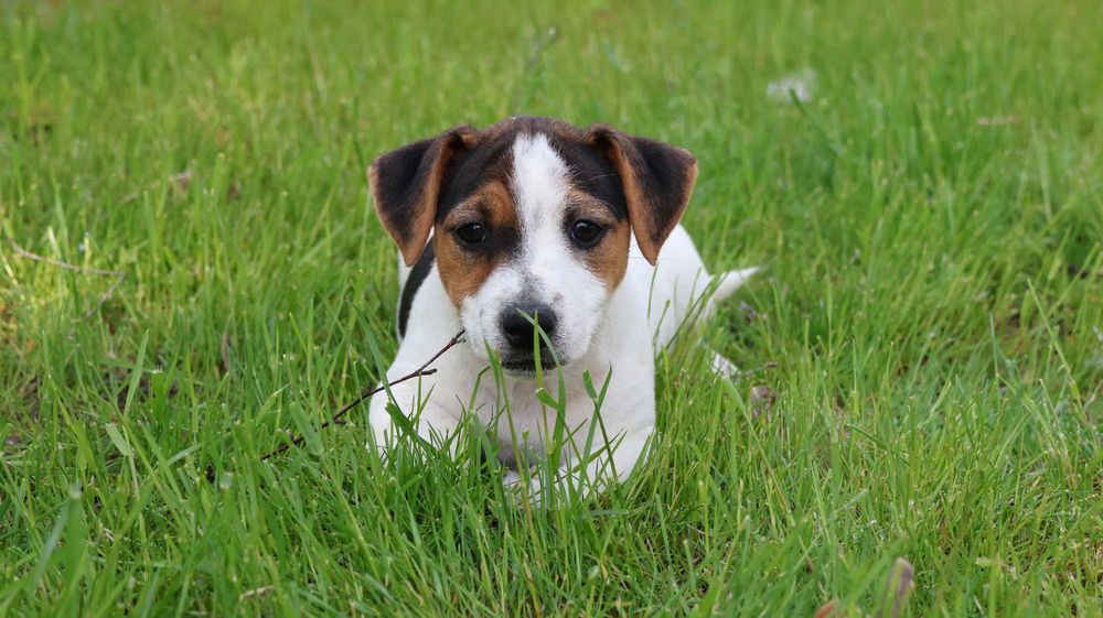 PIESEK  Jack Russell Terrier z hodowli "BREFIO"-do odbioru