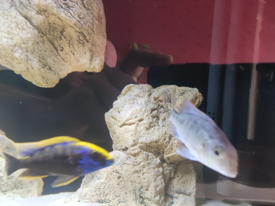 Lethrinops red cap