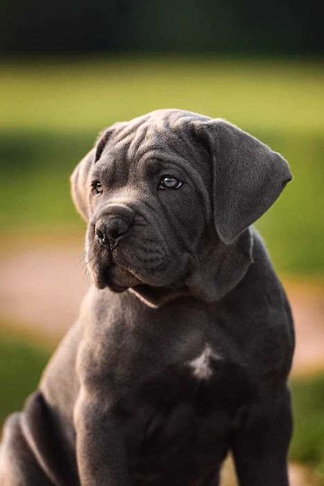 Сильний родовід-відмінне здоров"я