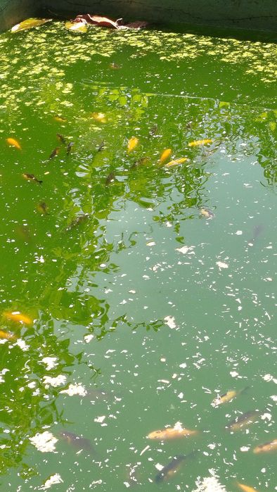 Peixes de aquário ou lago