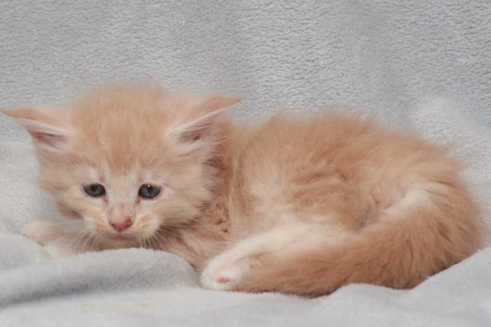 Maine Coon kremowa koteczka Irenka Nannarella*PL