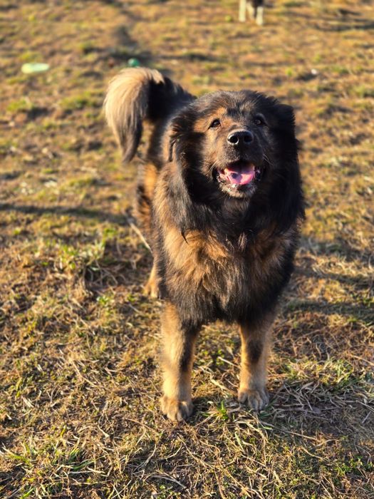 Pers - owczarek kraski do adopcji, oddam za darmo