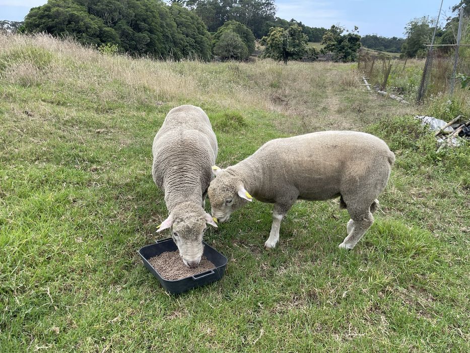 Carneiro Ile-de-France