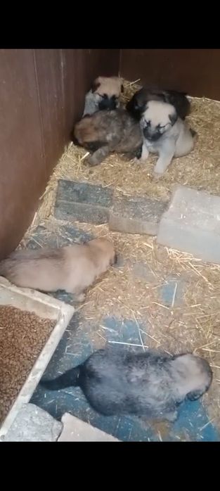 Adoção cachorros cruzados pastor alemão e serra da estrela puros