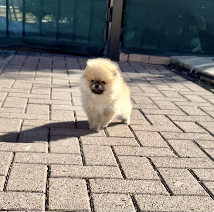 Елітна дівчинка КСУ