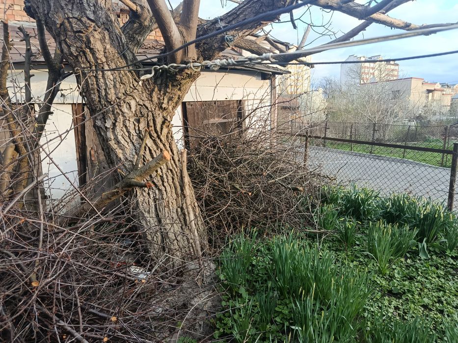 Дрова фруктові хмиз....