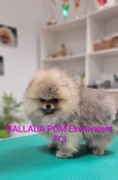 Pomeranian  Szpic miniaturowy  - suczka ZKwP/ FCI