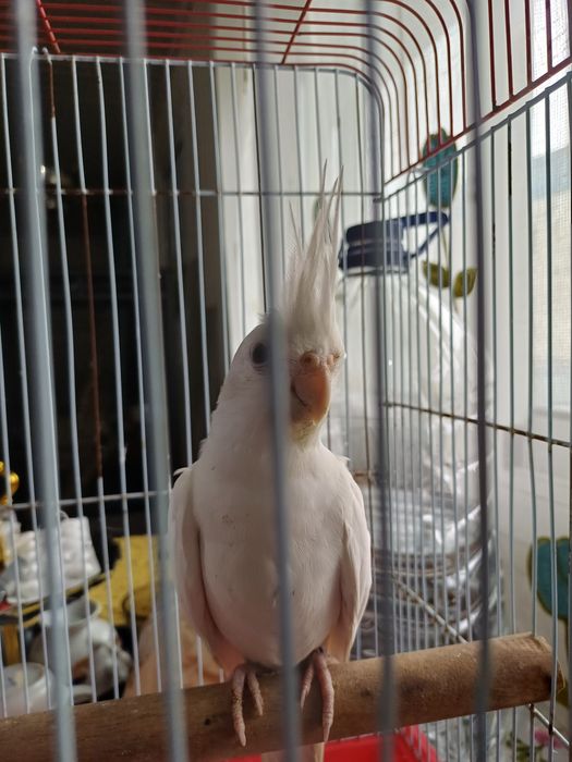 Caturra fêmea albina adulta para reprodução