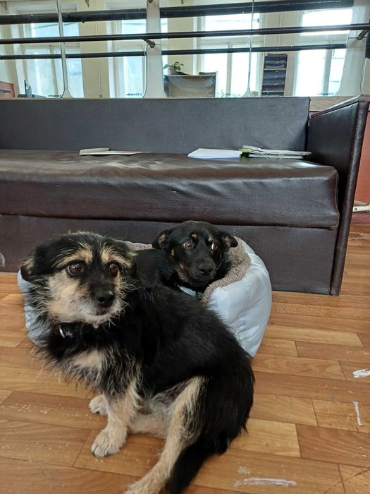 Безкоштовно віддаються