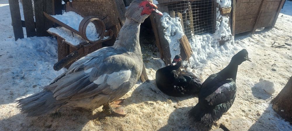 Пухові півники, мускусні качки, качурі