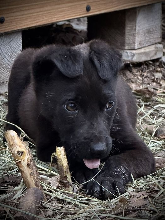 Врятоване цуценя шукає люблячу родину