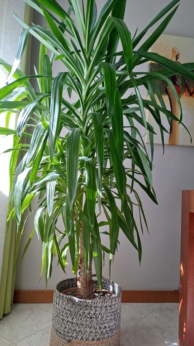 DRACAENA Planta natural