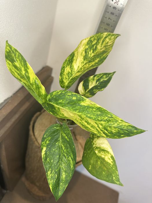 Епіпремнум Pinnatum Yellow Flame