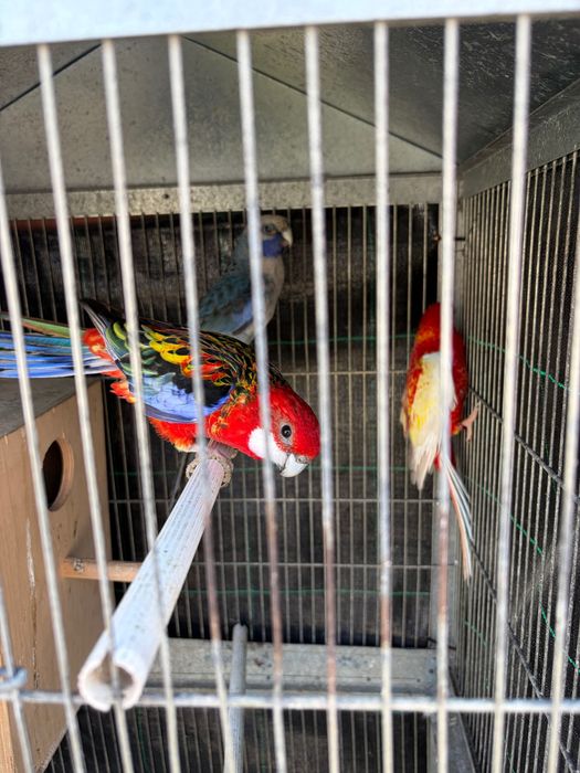 Vendo casal de roselas