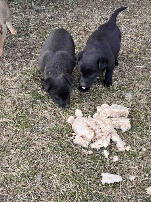 Щенки небольшой породы
