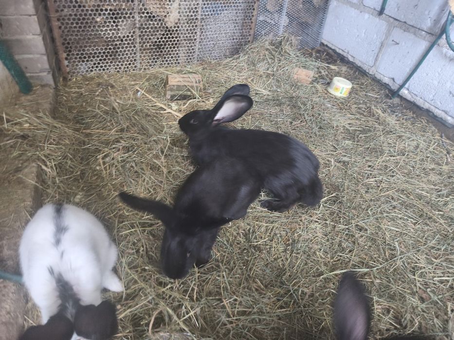 Króliki srokacze 8 szt
