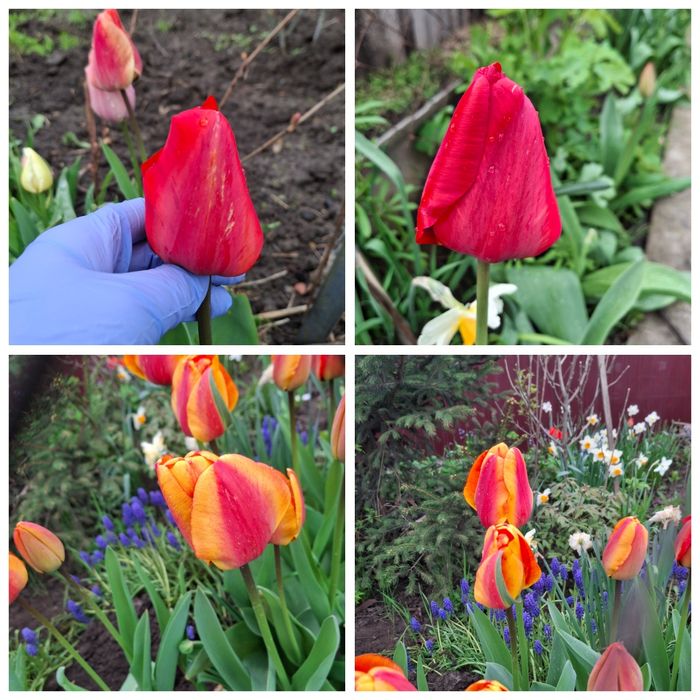 Садовые цветы, свои