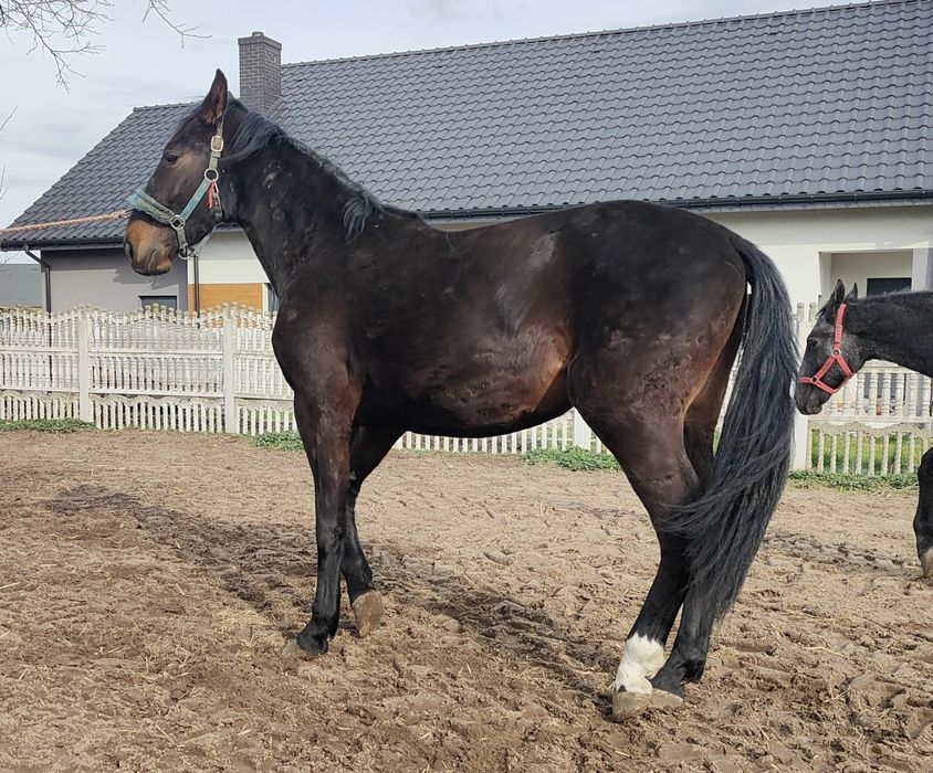 Klacz śląska księga główna