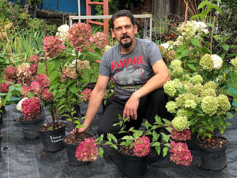 Гортензія волотиста, дорослі рослини 3–5 років