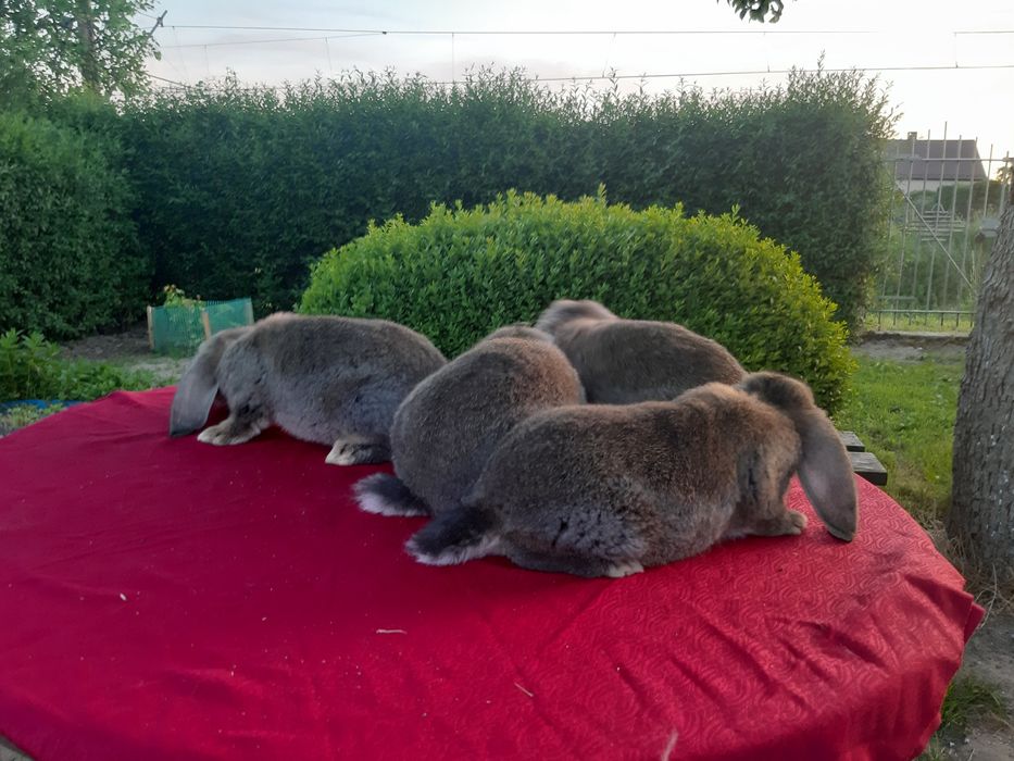 Francuski baran szary