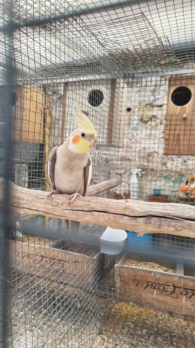 Casal de caturras