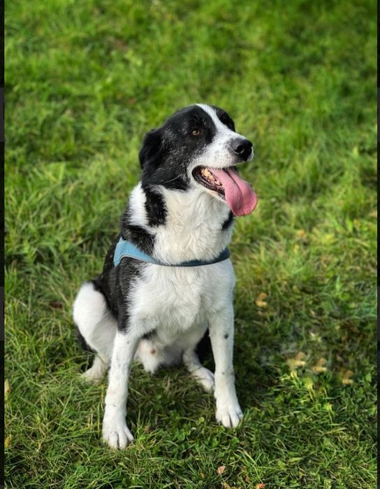 Piękny pies  od 3 lat   czeka na dom