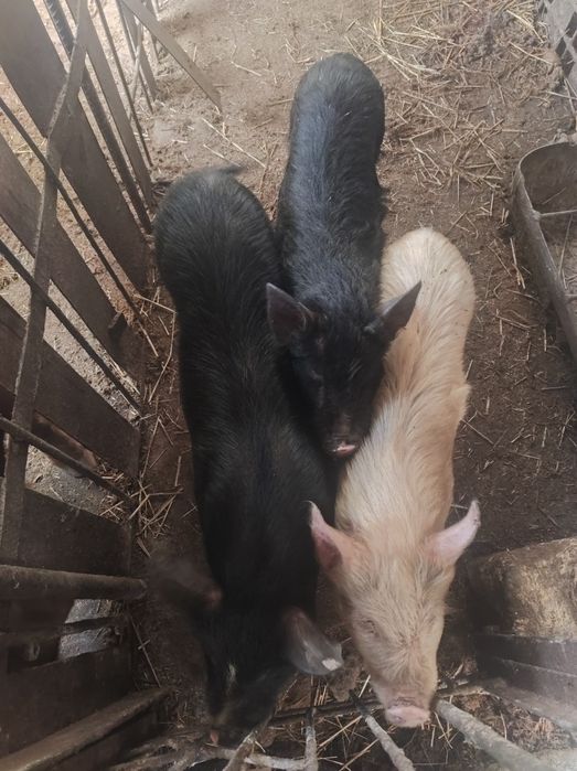 Домашние поросята