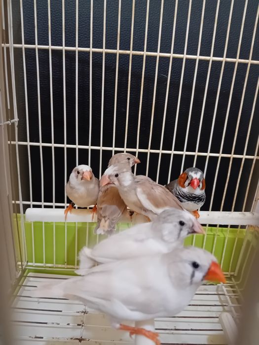 Mandarins para venda