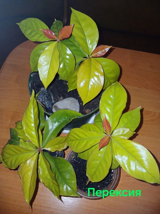 Цветок Перексия шипованый,Миля молочай.