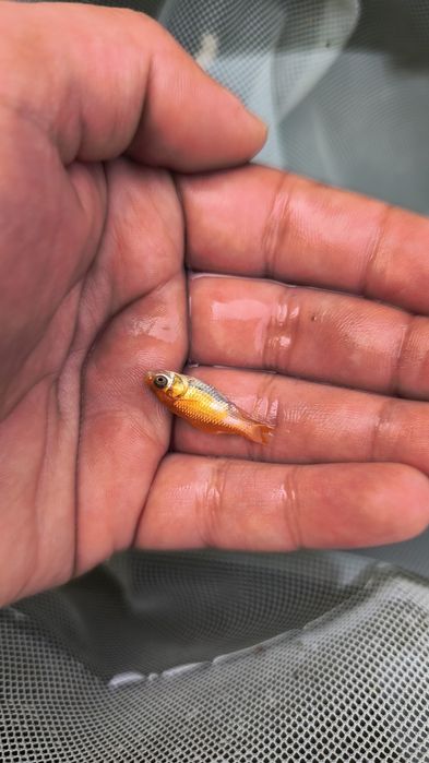 Cometas, Guppys e Plantas para Lago e Aquário