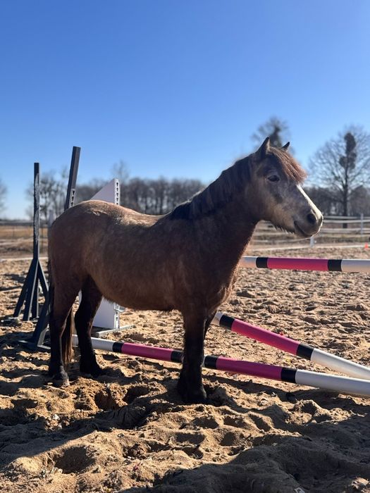 Kuc do sportu, skoki, ujeżdżenie
