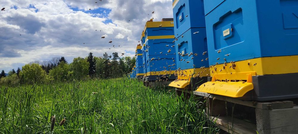 ODKŁADY i RODZINY Pszczele ― Rezerwacje '2026 ROK ― Pasieka PRADAWNA®