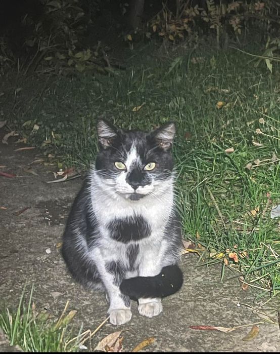 Гарний котик у добрі руки