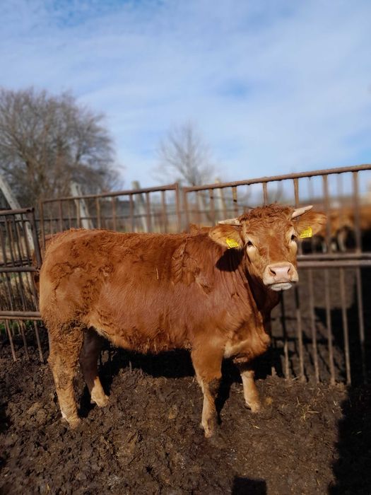 Giełda zwierząt - Rolnictwo