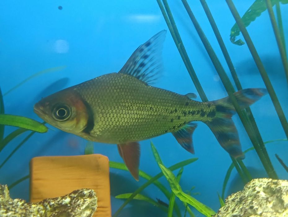 Semaprochilodus insignis, Leszczanka Flagtail 15cm Starogard Gdański ...