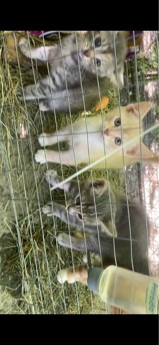 Віддам в добрі руки маленьких !