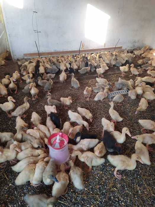 качки утки підрощені каченята орвія голубий фаворит