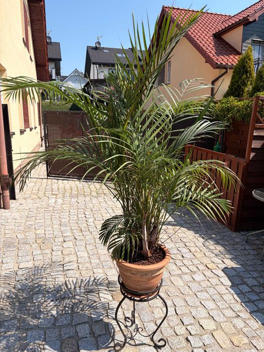 Palma 170cm z ceramiczną doniczką