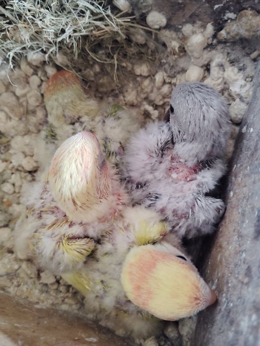 Agapórnis Roseicollis