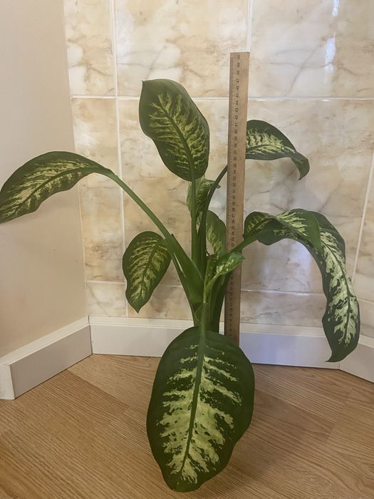 Дифенбахія, дифенбахия