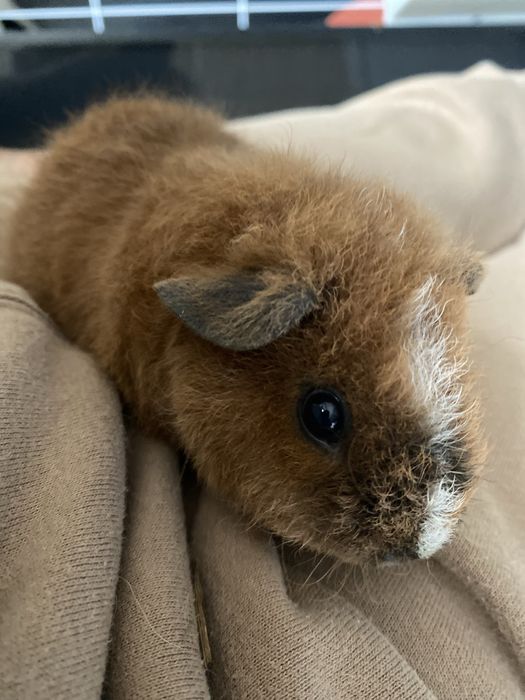 Świnka morska US Teddy - Katowice