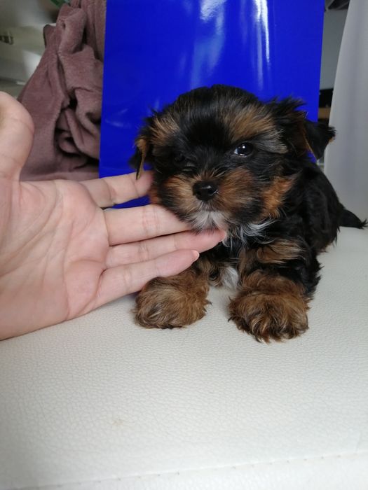 Yorkshire Terrier York szczeniaczek  maluszek