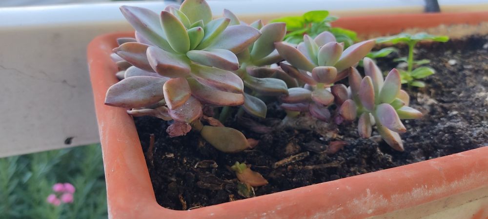 Suculenta Vera Higgins