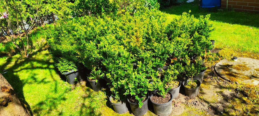 Ukorzenione sadzonki bukszapnów