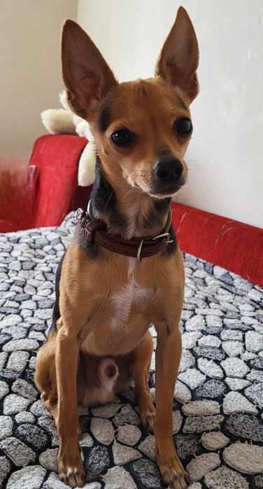 Той терьєр вязка