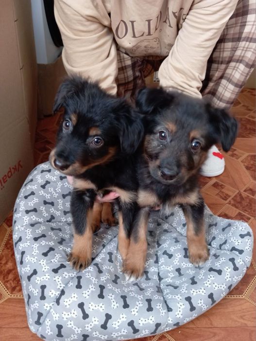 Отдам щенков двое